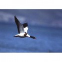 Binoclu Omegon Blackstar 10x42