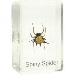 Preparat Spiny Spider