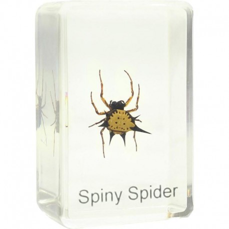 Preparat Spiny Spider