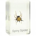 Preparat Spiny Spider