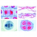 Set 19 preparate microscop LIEDER , nr. V, genetica, reproducere si embriologie, pentru scoli gimnaziale