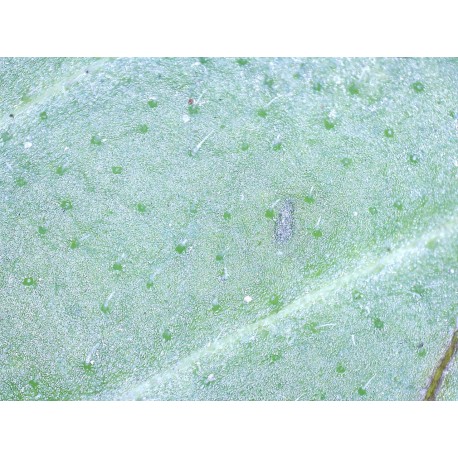 Microscop digital Delta Smart 5MP PRO