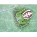 Microscop digital Delta Smart 5MP PRO