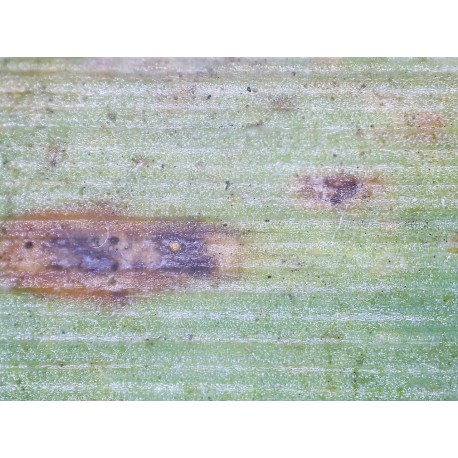 Microscop digital Delta Smart 5MP PRO