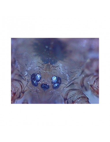 Microscop de mână Omegon USB