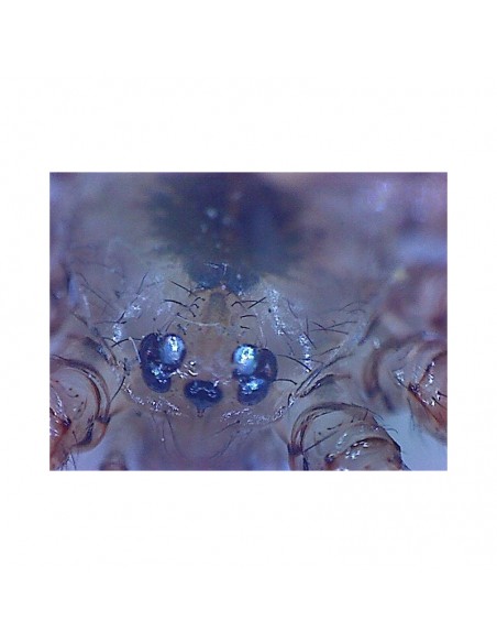 Microscop de mână Omegon USB